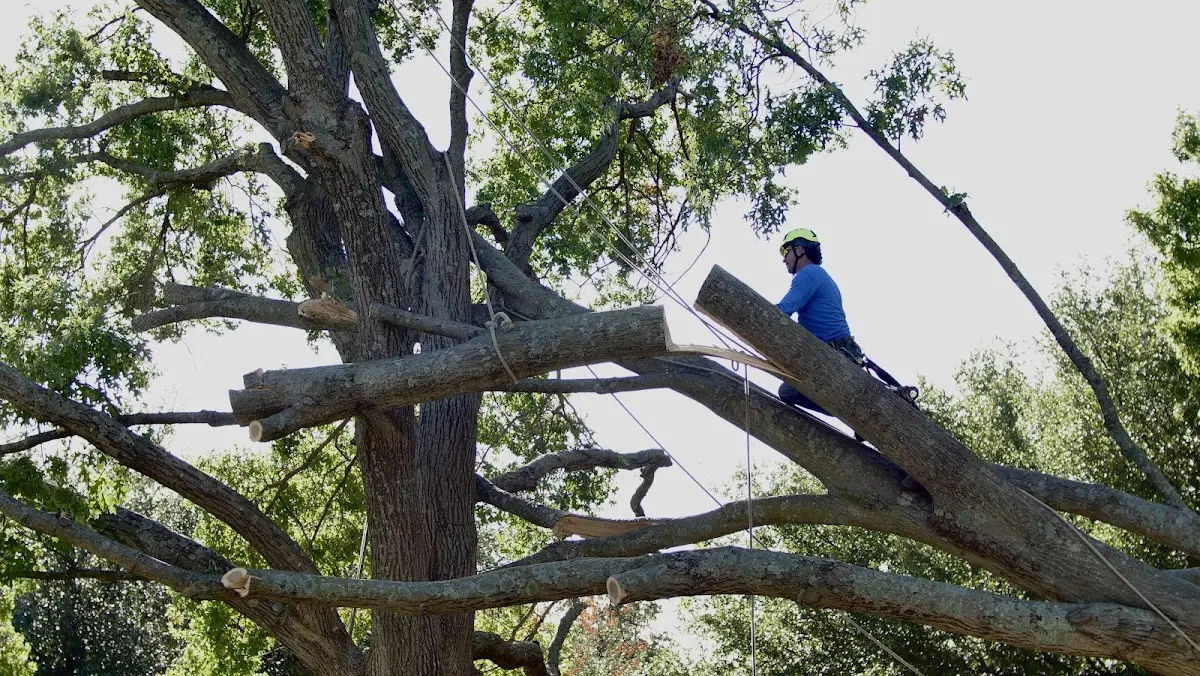 Professional Crown Thinning performed by certified arborists in Kewadin
