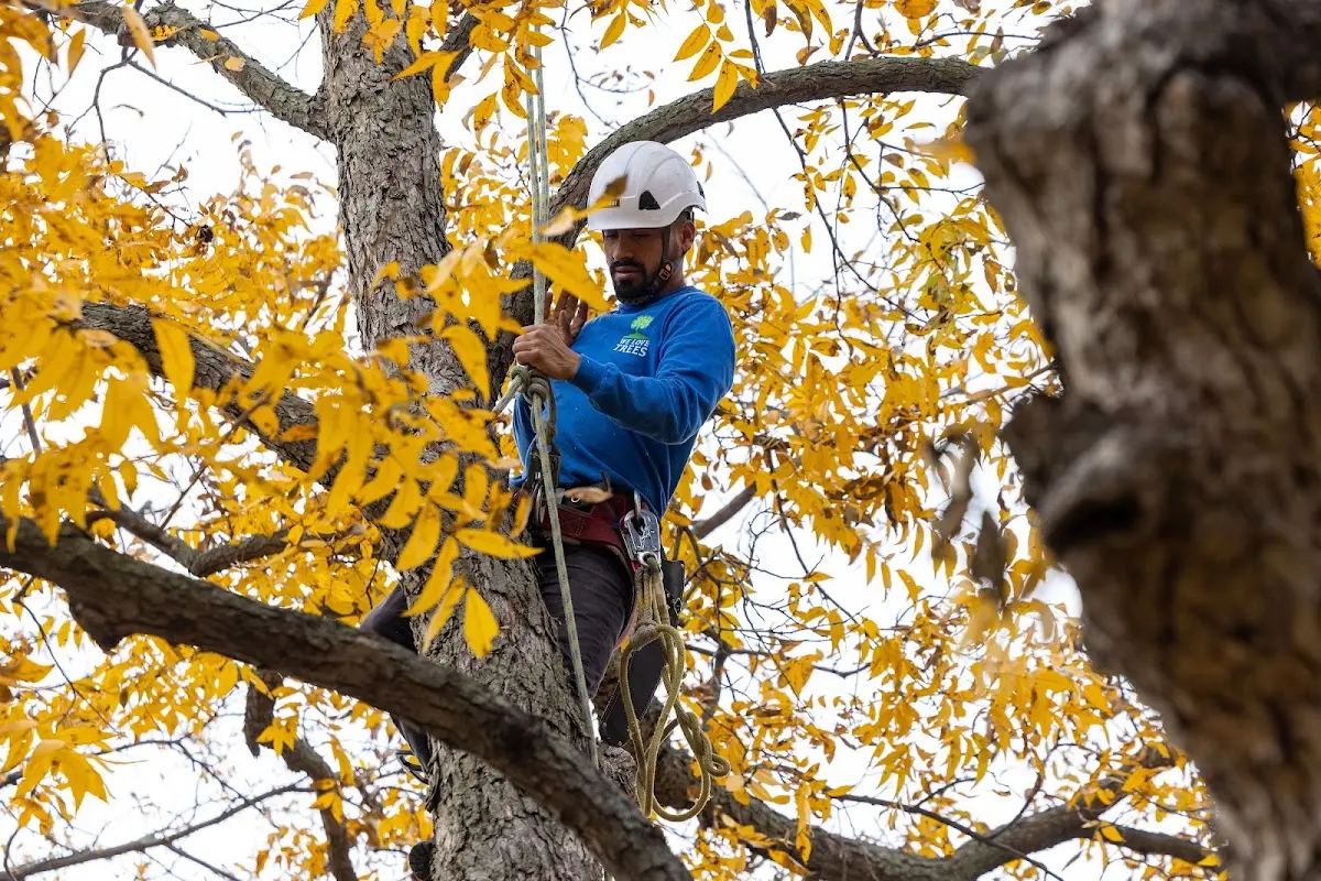 Skilled Tree Planing crew working in Kewadin
