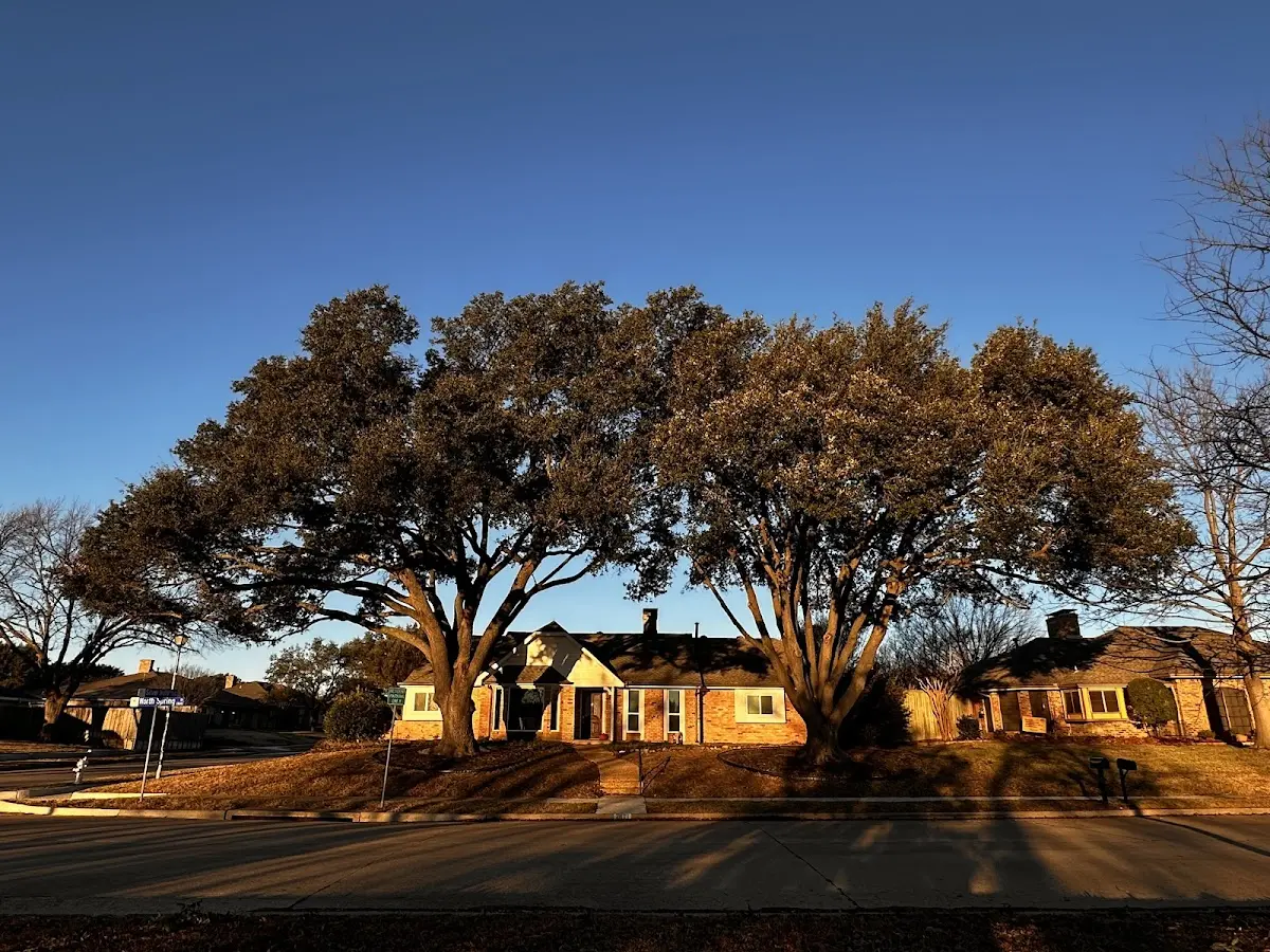Established residential canopy tree shading a home in Kewadin